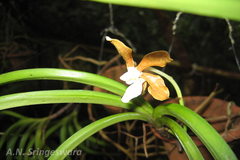 Vanda thwaitesii